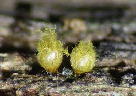 Attēlu rezultāti vaicājumam “Hemitrichia chrysospora macro”