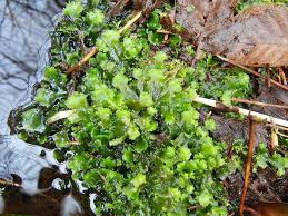 Attēlu rezultāti vaicājumam “Pellia”