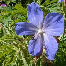 Attēlu rezultāti vaicājumam “Geranium palustre flower”