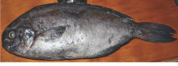 Image result for Schedophilus ovalis