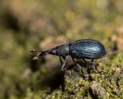 Attēlu rezultāti vaicājumam “Apionidae”