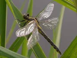 Attēlu rezultāti vaicājumam “Gomphus vulgatissimus”