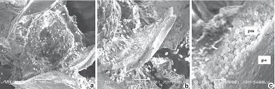 Attēlu rezultāti vaicājumam “Didymiaceae”