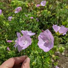 Attēlu rezultāti vaicājumam “Malva moschata leaf”