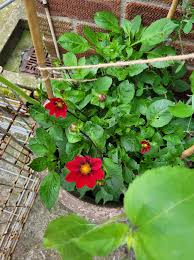 Image result for Dahlia x pinnata `Redskin`