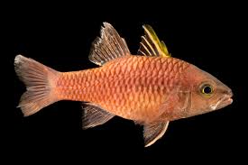 Image result for Hippolais caligata