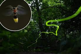 Image result for Fareham Fireflys Yc