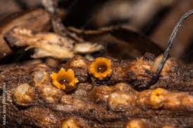 Attēlu rezultāti vaicājumam “Sphaerobolus stellatus”