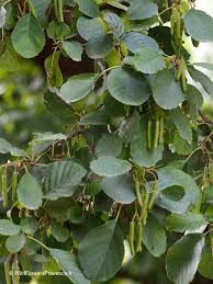 Attēlu rezultāti vaicājumam “Alnus glutinosa flower”