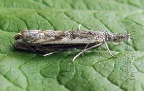 Attēlu rezultāti vaicājumam “Platytes alpinella”