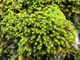 Attēlu rezultāti vaicājumam “Anomodon viticulosus”