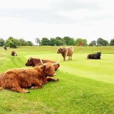 Image result for Minchinhampton Golf Club