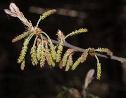 Attēlu rezultāti vaicājumam “Quercus robur female flower”
