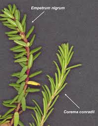 Attēlu rezultāti vaicājumam “Empetrum nigrum fruit”