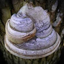 Attēlu rezultāti vaicājumam “fungi”