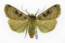 Attēlu rezultāti vaicājumam “Xestia triangulum”