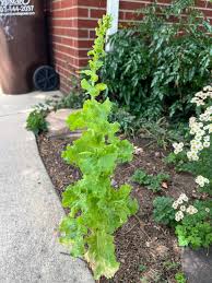 Attēlu rezultāti vaicājumam “Lactuca sativa flower”