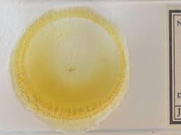 Attēlu rezultāti vaicājumam “Nola sp.”