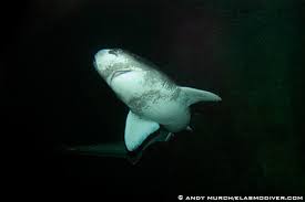 Image result for Notorynchus cepedianus