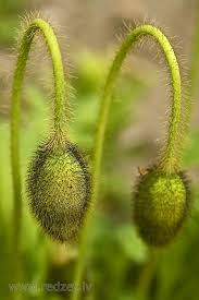 Attēlu rezultāti vaicājumam “Papaver argemone bud”