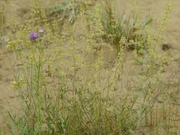 Attēlu rezultāti vaicājumam “Silene borysthenica flower”