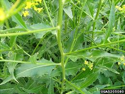 Attēlu rezultāti vaicājumam “Bunias orientalis bud”