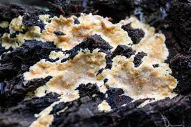 Attēlu rezultāti vaicājumam “Physisporinus sanguinolentus”