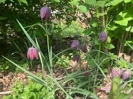 Attēlu rezultāti vaicājumam “Cynosurus cristatus flower”