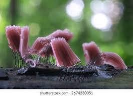 Attēlu rezultāti vaicājumam “Stemonitis fusca spores”