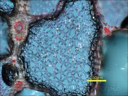 Attēlu rezultāti vaicājumam “Sparganium neglectum”