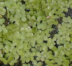 Attēlu rezultāti vaicājumam “Lemnaceae”