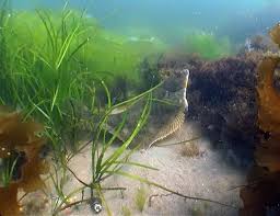 Image result for Pseudopleuronectes americanus