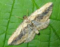 Attēlu rezultāti vaicājumam “Horisme vitalbata”