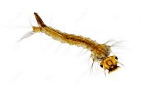 Attēlu rezultāti vaicājumam “Culex pipiens larva”