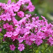 Attēlu rezultāti vaicājumam “Phlox paniculata”