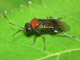 Attēlu rezultāti vaicājumam “Eriocampa ovata”