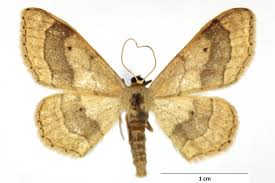 Attēlu rezultāti vaicājumam “Idaea aversata”