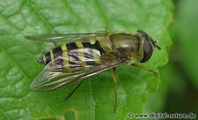 Attēlu rezultāti vaicājumam “Syrphus torvus”