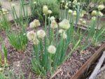 Résultat de recherche d'images pour "Allium fistulosum"