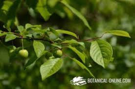 Attēlu rezultāti vaicājumam “Prunus cerasifera var. divaricata”