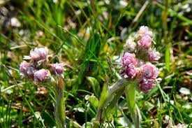 Attēlu rezultāti vaicājumam “Antennaria dioica fruit”