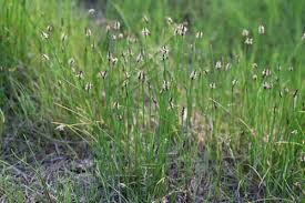 Attēlu rezultāti vaicājumam “Eleocharis palustris flower”