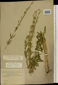 Attēlu rezultāti vaicājumam “Silene tatarica”