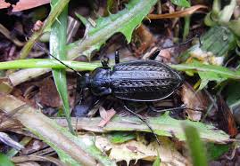 Attēlu rezultāti vaicājumam “Carabus granulatus”