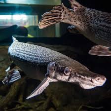 Image result for Garstang A S C