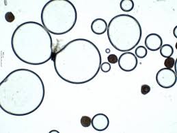 Attēlu rezultāti vaicājumam “Riccia sorocarpa”