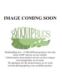 Attēlu rezultāti vaicājumam “Eriophyes padi”