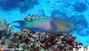 Image result for Scarus rubroviolaceus