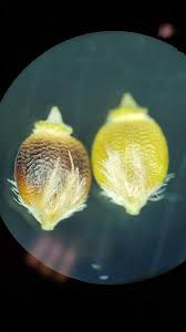 Attēlu rezultāti vaicājumam “Rhynchospora alba fruit”