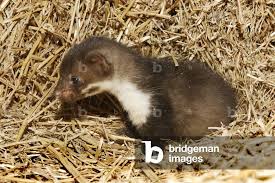 Attēlu rezultāti vaicājumam “Martes foina”